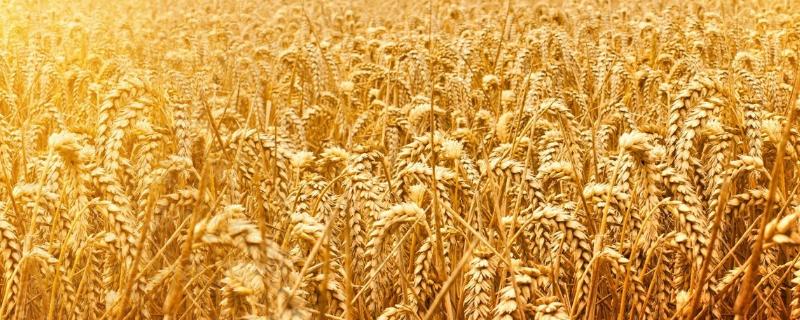 小麦产量，小麦产量三要素是什么（小麦产量构成三因素）