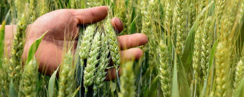 存麦16小麦种品种介绍（存麦16小麦种品种介绍亩产多少斤）