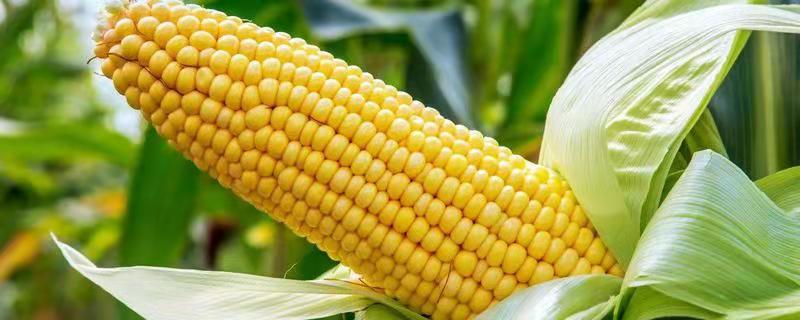 迪卡c3061玉米种子积温多少，附简介 迪卡c1563玉米种子属于第几积温带