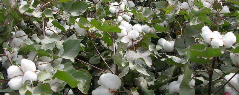 棉花加工步骤有哪些，棉花的生育期 棉花的加工顺序