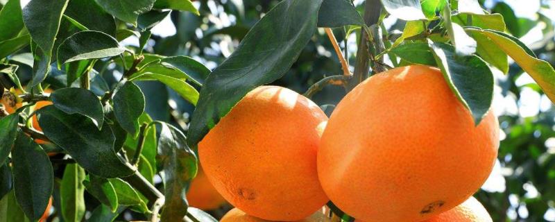 红美人柑橘品种介绍 红美人柑橘品种简介