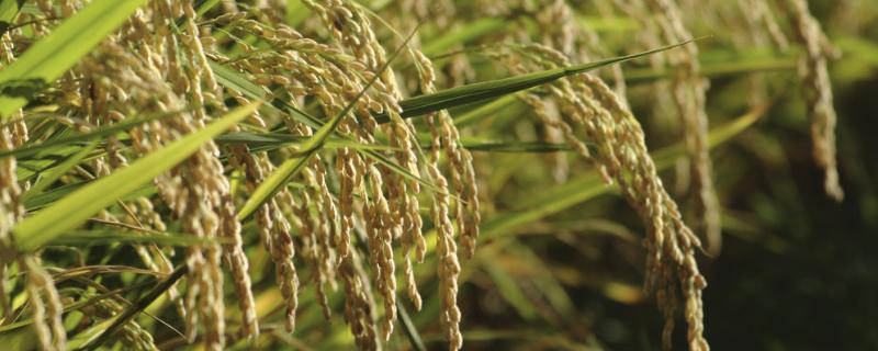 袁隆平怎么研究出来的水稻，水稻是两性花还是单性花