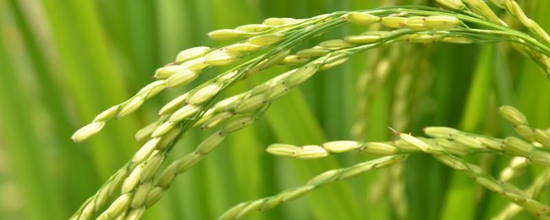 水稻杂交育种选配的原则，水稻杂交育种品种有哪些