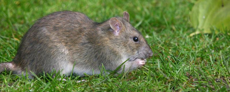 灭鼠最佳方法有哪些，附老鼠的危害 灭鼠最佳方法有哪些,附老鼠的危害图片