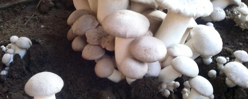 蘑菇菌种制作，如何才能长出蘑菇 蘑菇菌种制作,如何才能长出蘑菇呢