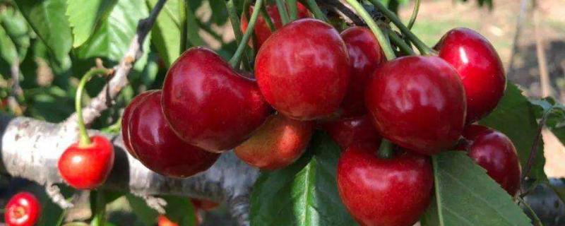 红灯樱桃品种介绍 怎样分辨大红灯樱桃的品种