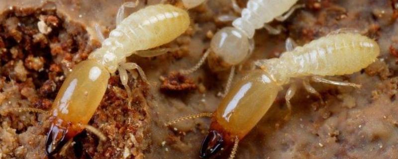 白蚁是不是蚂蚁，白蚁是怎么产生的（白蚁其实是什么）
