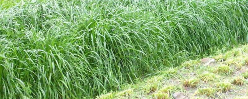 冬牧70黑麦草一亩地播种多少斤，可以留种吗