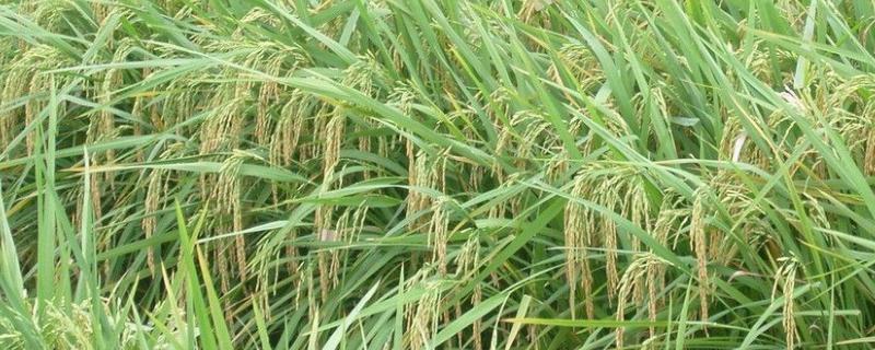 新农稻5号产量表现，附简介 发5水稻品种