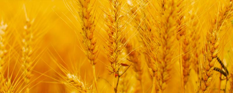 鲁研373小麦是新品种，附简介（鲁研373小麦品种审定公告）