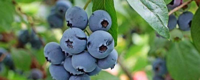 蓝莓苗f6品种优势，附简介（地栽蓝莓苗品种）