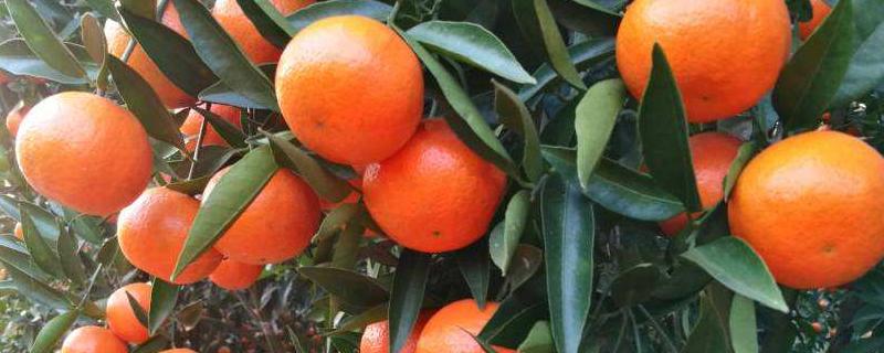 世纪红柑橘品种介绍（世纪红柑橘几月成熟!）