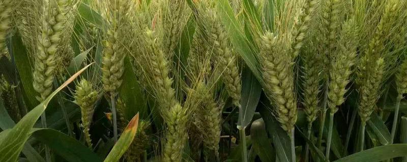 西农219小麦品种介绍