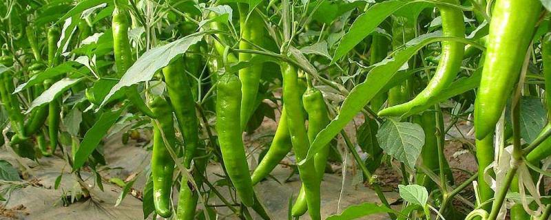 辣椒的生长周期，附辣椒的品种 辣椒生长期最长的生长期