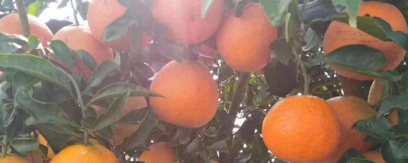 湘南红柑橘品种介绍 湘西什么柑橘