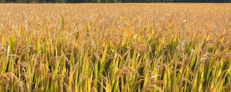 重金属超标的稻子怎么解决，稻子是什么季节收割的