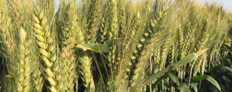 适合河北种植的小麦高产品种（适合河北省种植的小麦品种,哪些最好?）