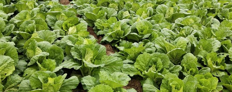 大白菜种植技术，一般在几月份种植（大白菜种植最佳时间）