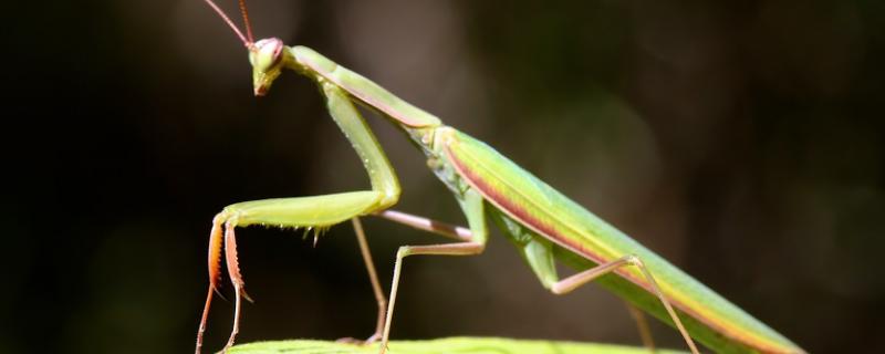 螳螂幼崽生下来吃什么，螳螂为什么要吃掉自己的配偶