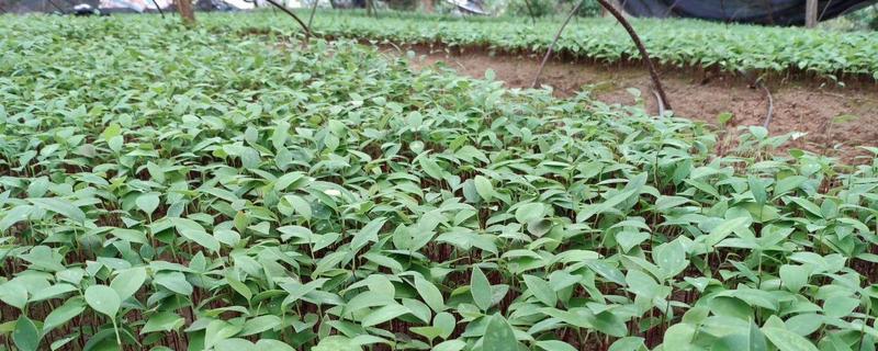 土茯苓种植与栽培技术，适合哪些地区种植