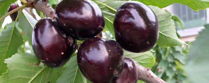 塔玛拉樱桃品种介绍 塔玛拉樱桃品种介绍及成熟期