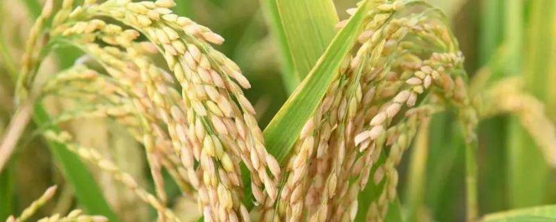 水稻产量三要素，水稻生长过程 水稻产量的四个构成因素