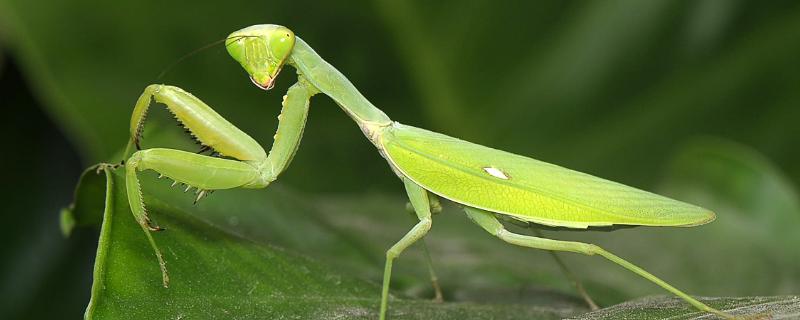 野生螳螂能养活吗，螳螂吃什么食物 野生螳螂能养活吗,螳螂吃什么食物好