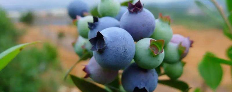 蓝莓蓝宝石品种介绍（蓝莓蓝宝石品种图片）