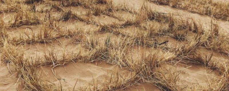 草方格治沙的原理，草方格的利弊 草方格治理沙漠的作用
