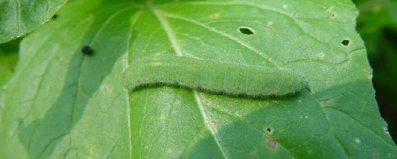 菜青虫的防治方法，菜青虫的成虫是什么