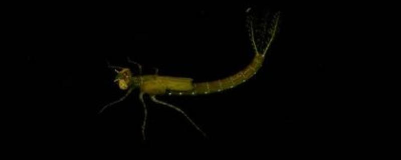 蜻蜓幼虫用什么药杀死，蜻蜓幼虫要在水下生活多长时间