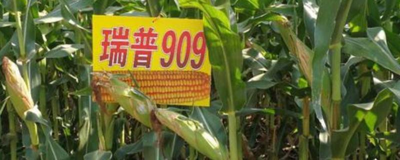 瑞普909玉米品种特征特性，附简介