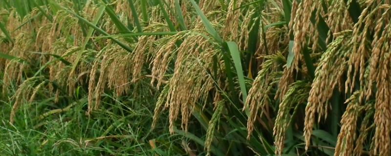 水稻打捆的具体方法和注意事项