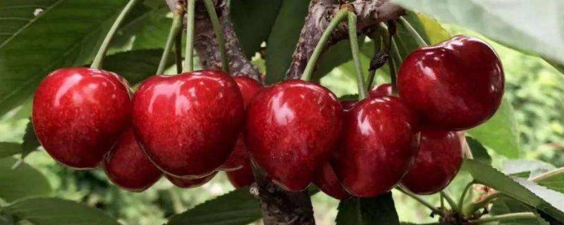 沙王大樱桃品种介绍 沙王大樱桃品种简介最新品种大樱桃有哪些