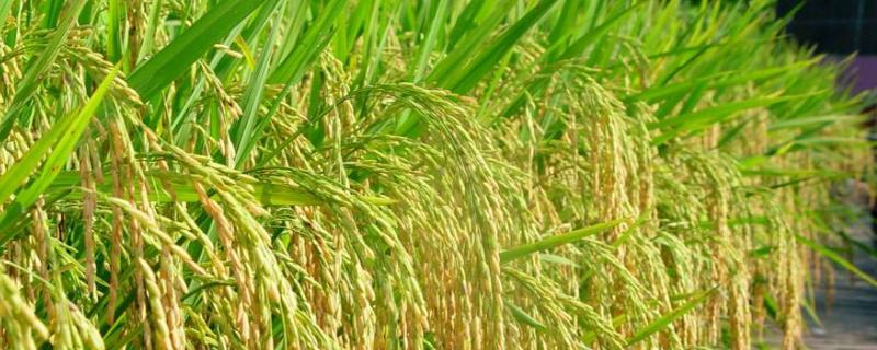 直播稻一亩播几斤稻种，一般分几次施肥