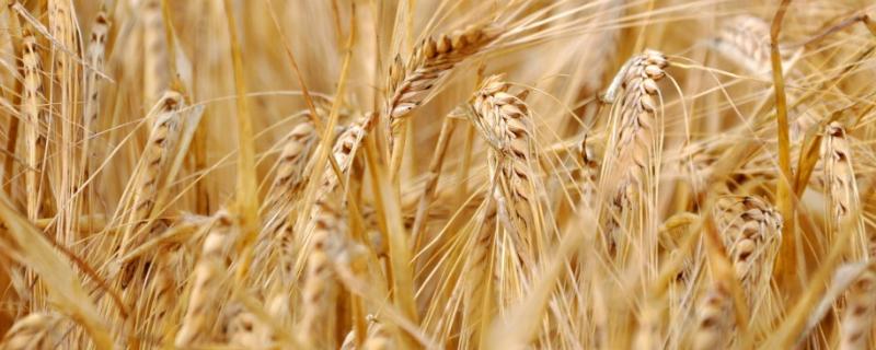 小麦苗期病害及防治方法（小麦病害防治措施）