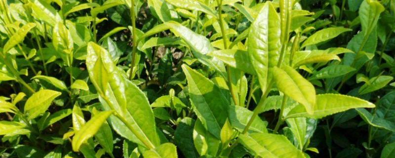 给茶树施什么肥，怎么种植和管理（茶树施什么肥料好）