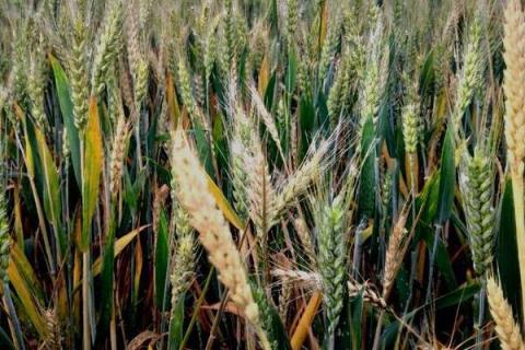 山东矮杆高产小麦品种