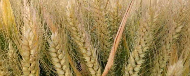 小麦出苗后多久可以压，小麦出苗不好怎么办