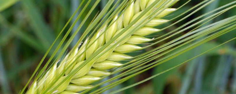 大麦种植时间和方法，大麦和小麦的区别
