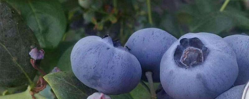 德雷珀蓝莓品种介绍（蓝莓钱德勒品种介绍）