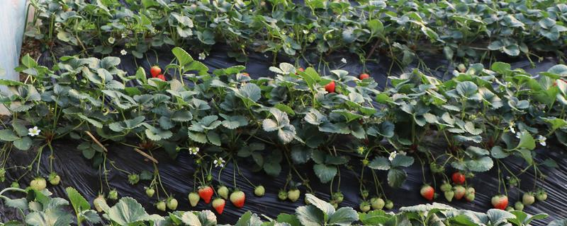 草莓种植大棚技术，冬天怎么取暖（草莓大棚冬季最经济加温方法）