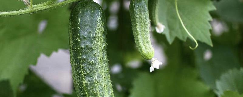 黄瓜生长周期，附种植方法（黄瓜的种植时间和种植方法）