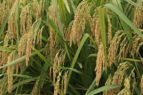 吉农大673水稻品种