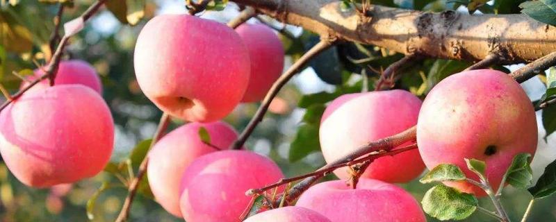 苹果的产量，适合在哪些地区种植（苹果一般种植在哪里）