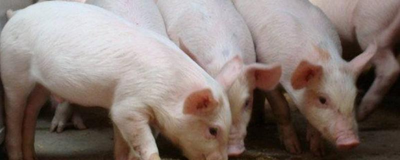 猪吃土是什么原因，猪吃土有好处吗 猪吃土正常吗