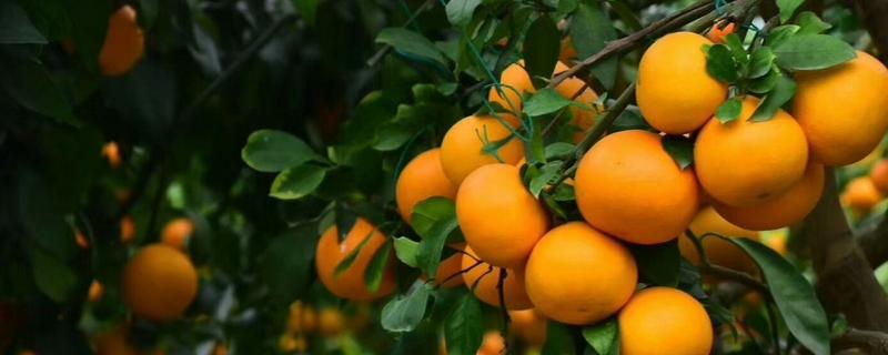 红美人柑橘品种简介 红美人柑橘品种介绍