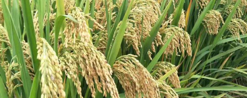 三系法杂交水稻，附原理和种植技术（三系法杂交水稻制种体系）