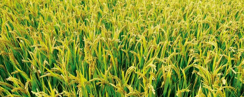 水稻播种与养护妙招，水稻播种的时间
