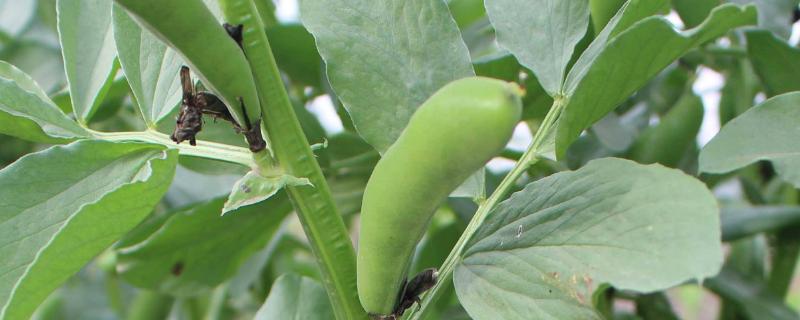 蚕豆栽培技术要点，一亩地需要多少种子